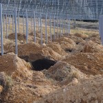 岡山吉備中央町ぶどうピオーネ