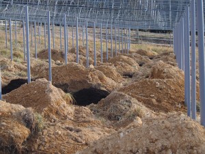 岡山吉備中央町ぶどうピオーネ