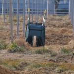 岡山吉備中央町ぶどうピオーネ