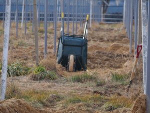 岡山吉備中央町ぶどうピオーネ