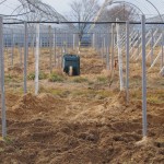 岡山吉備中央町ぶどうピオーネ