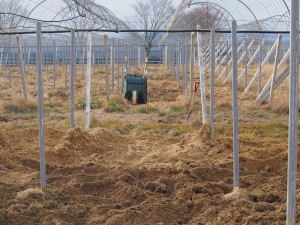 岡山吉備中央町ぶどうピオーネ
