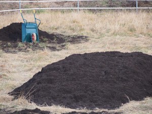 岡山吉備中央町ぶどうピオーネ