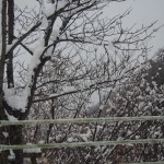 天空のピオーネ農園アグリスジャパン