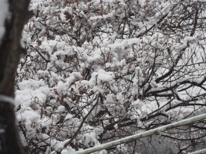 天空のピオーネ農園アグリスジャパン