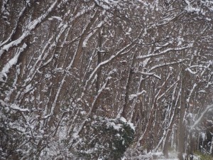天空のピオーネ農園アグリスジャパン
