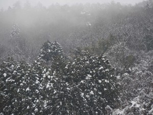 天空のピオーネ農園アグリスジャパン