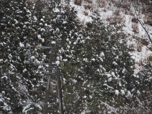 天空のピオーネ農園アグリスジャパン