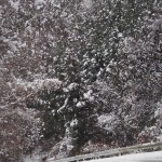 天空のピオーネ農園アグリスジャパン