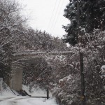 天空のピオーネ農園アグリスジャパン