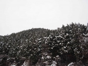 天空のピオーネ農園アグリスジャパン