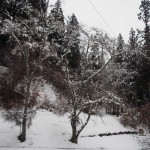 天空のピオーネ農園アグリスジャパン