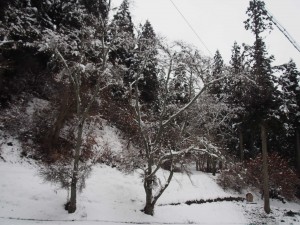 天空のピオーネ農園アグリスジャパン