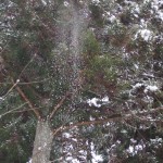 天空のピオーネ農園アグリスジャパン