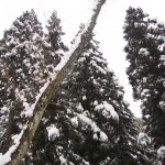 天空のピオーネ農園アグリスジャパン