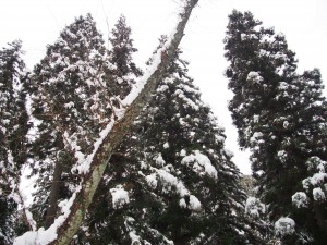 天空のピオーネ農園アグリスジャパン