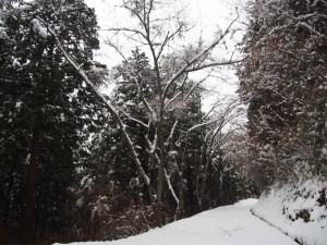 天空のピオーネ農園アグリスジャパン
