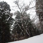天空のピオーネ農園アグリスジャパン