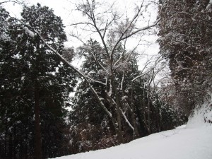 天空のピオーネ農園アグリスジャパン