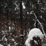 天空のピオーネ農園アグリスジャパン