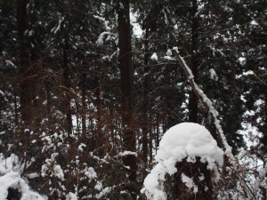 天空のピオーネ農園アグリスジャパン