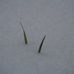 天空のピオーネ農園アグリスジャパン