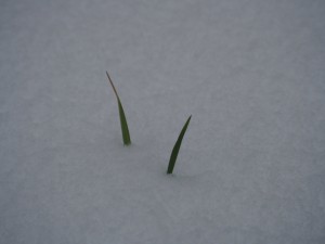 天空のピオーネ農園アグリスジャパン