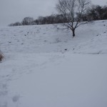 天空のピオーネ農園アグリスジャパン