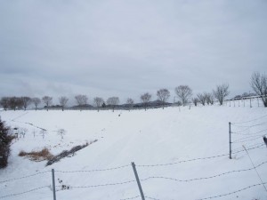 天空のピオーネ農園アグリスジャパン