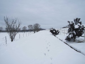 天空のピオーネ農園アグリスジャパン