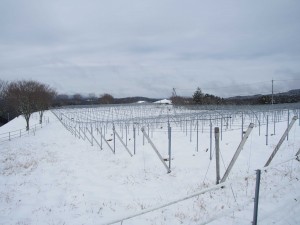 天空のピオーネ農園アグリスジャパン