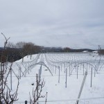 天空のピオーネ農園　今年1番の大雪