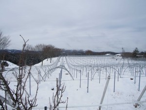 天空のピオーネ農園アグリスジャパン