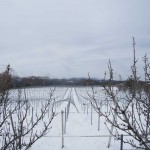 天空のピオーネ農園　今年1番の大雪