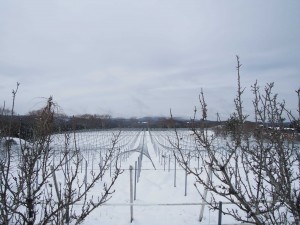 天空のピオーネ農園　今年1番の大雪