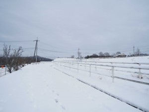 天空のピオーネ農園アグリスジャパン