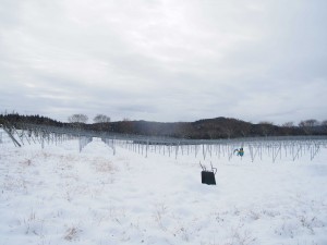 天空のピオーネ農園アグリスジャパン