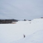 天空のピオーネ農園アグリスジャパン