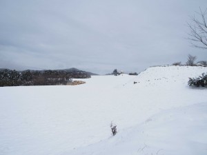 天空のピオーネ農園アグリスジャパン