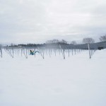 天空のピオーネ農園　今年1番の大雪