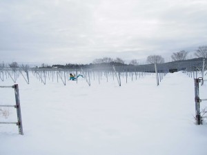 天空のピオーネ農園　今年1番の大雪