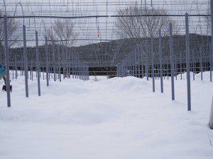 天空のピオーネ農園アグリスジャパン