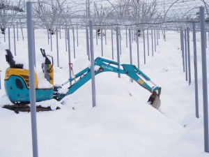 天空のピオーネ農園アグリスジャパン