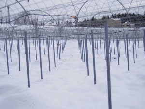 天空のピオーネ農園アグリスジャパン