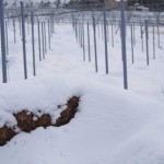 天空のピオーネ農園アグリスジャパン