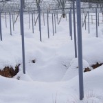 天空のピオーネ農園アグリスジャパン