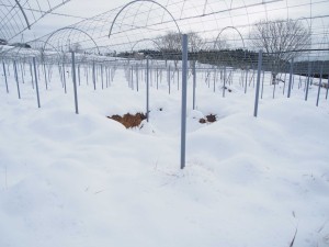 天空のピオーネ農園アグリスジャパン