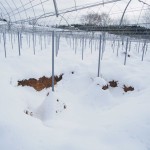 天空のピオーネ農園アグリスジャパン