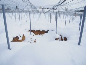 天空のピオーネ農園アグリスジャパン
