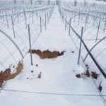 天空のピオーネ農園アグリスジャパン